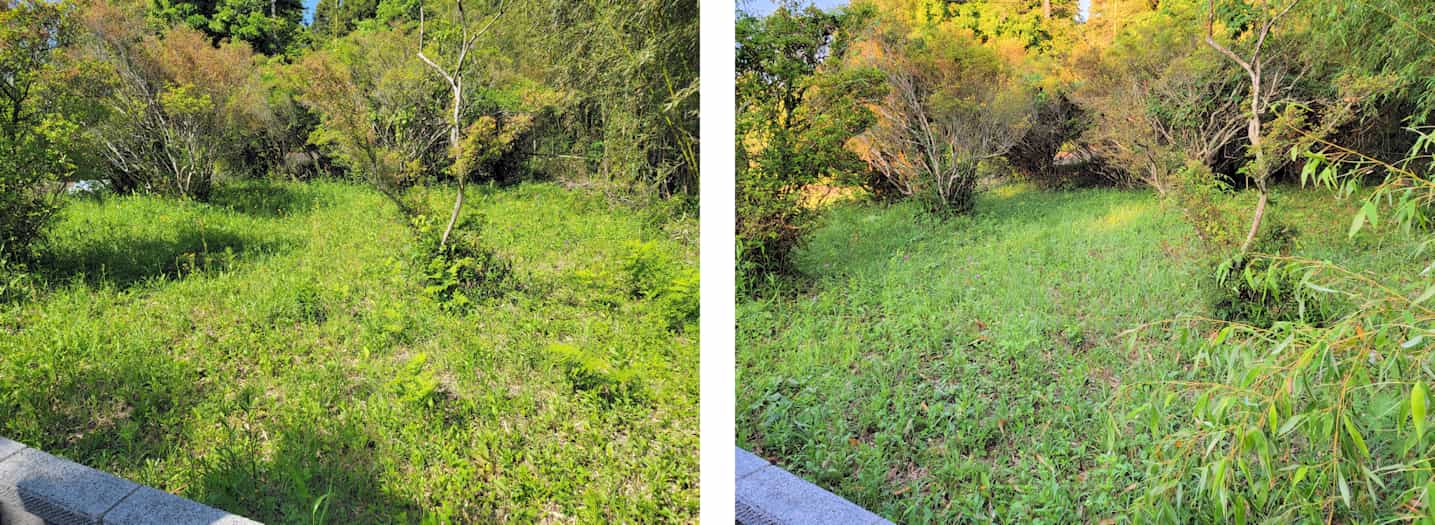 2023年4月末 と 6月初め の作業前写真