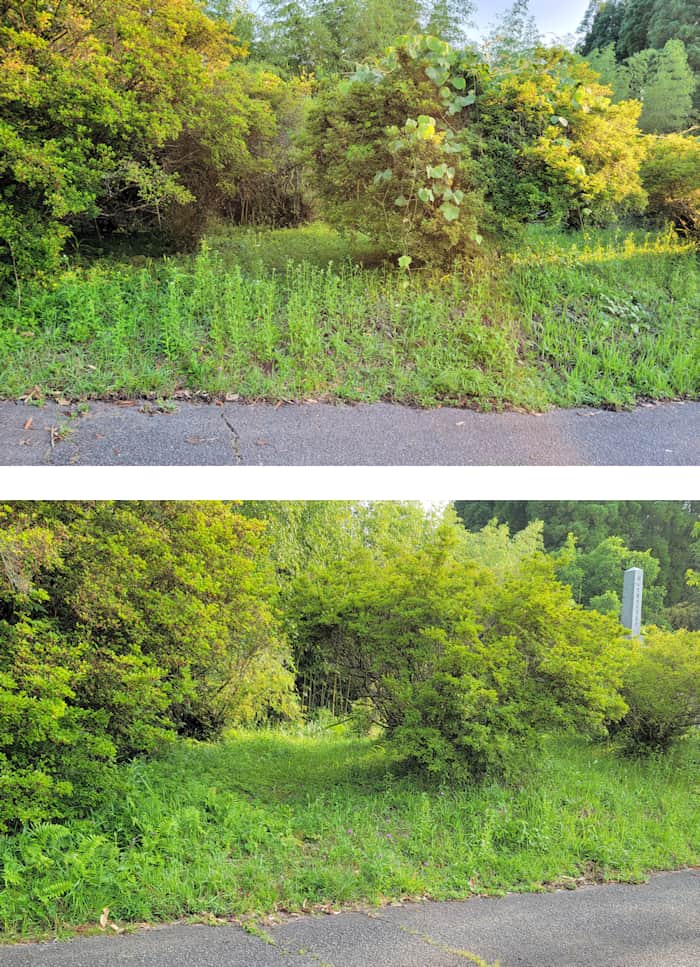 2023年6月初め と 2024年6月初め の作業前写真