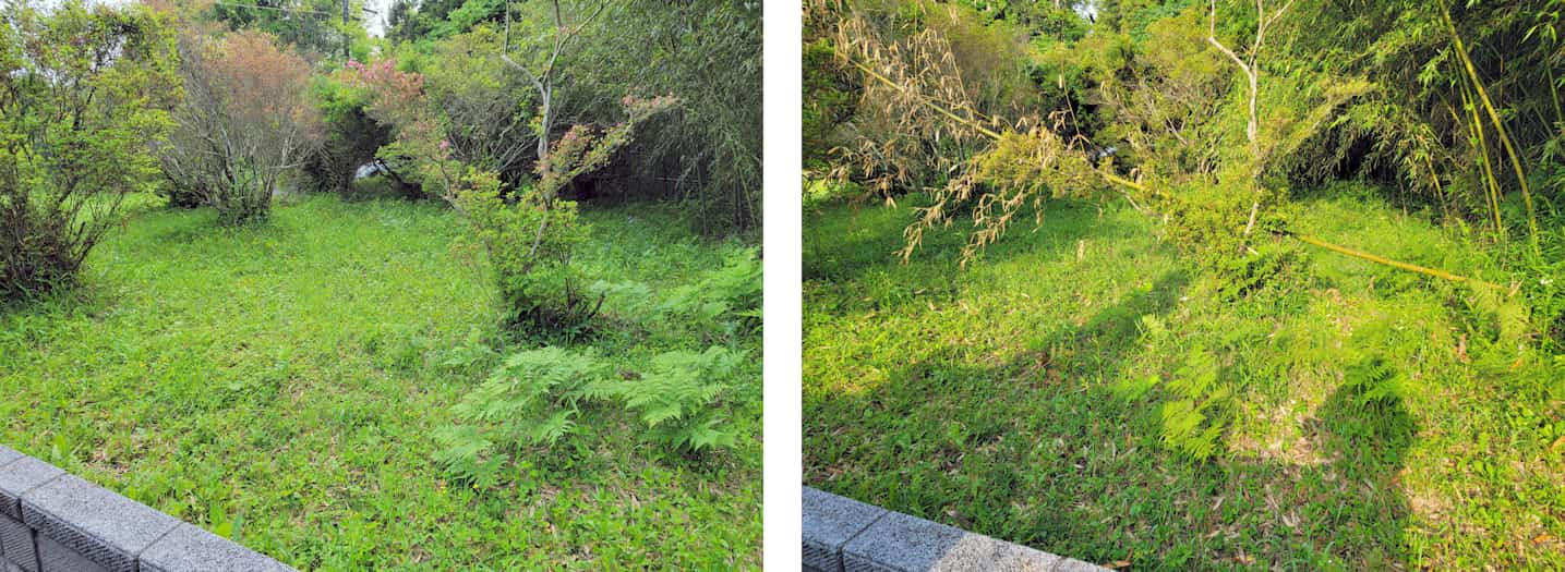 2024年4月末 と 6月初め の作業前写真